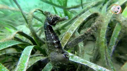 Yavruları erkek denizatları doğurur!