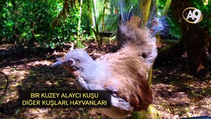 Araba alarmını taklit eden Alaycı Kuş