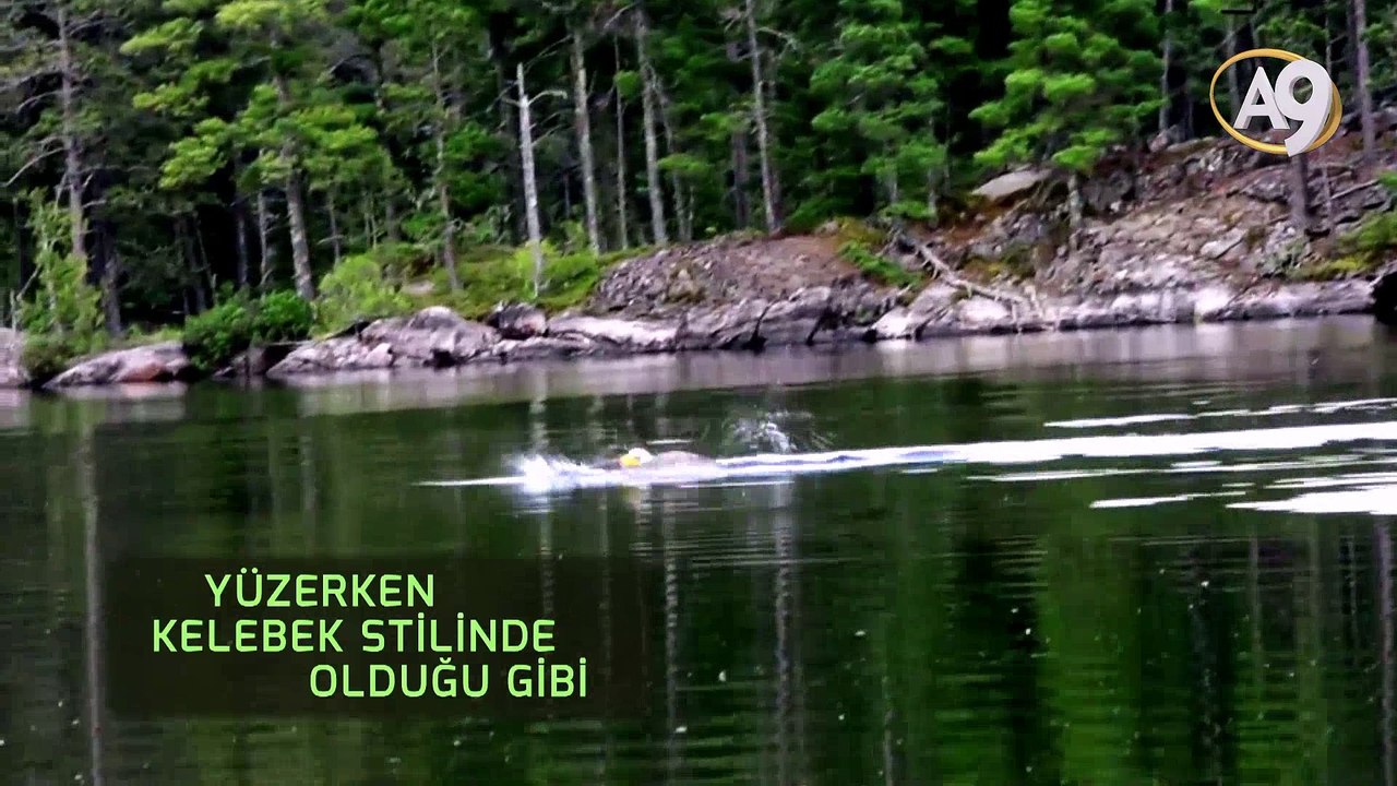 Kelebek stilinde yüzen Kel kartallar