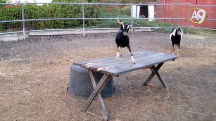 Sevimli keçilerin inanılmaz yetenekleri