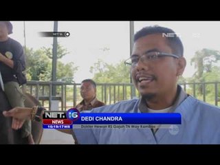 Konservasi Gajah Sumatera di Lampung - NET16