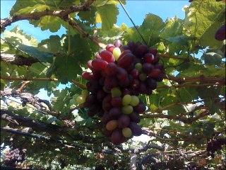 VINHOS DA ROÇA  BRASIL
