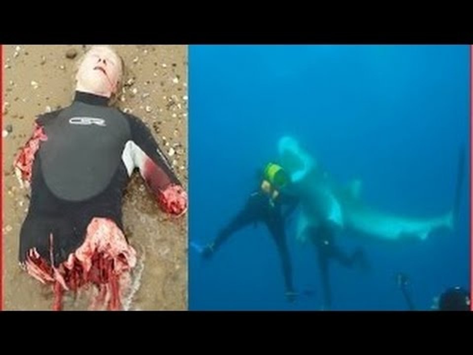 Top Extreme Animal Attacks on Humans in The Water