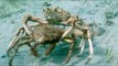 The Uber of Crabs? Two Spider Crabs Form a Mating Pair After Migrating en Masse to Melbourne