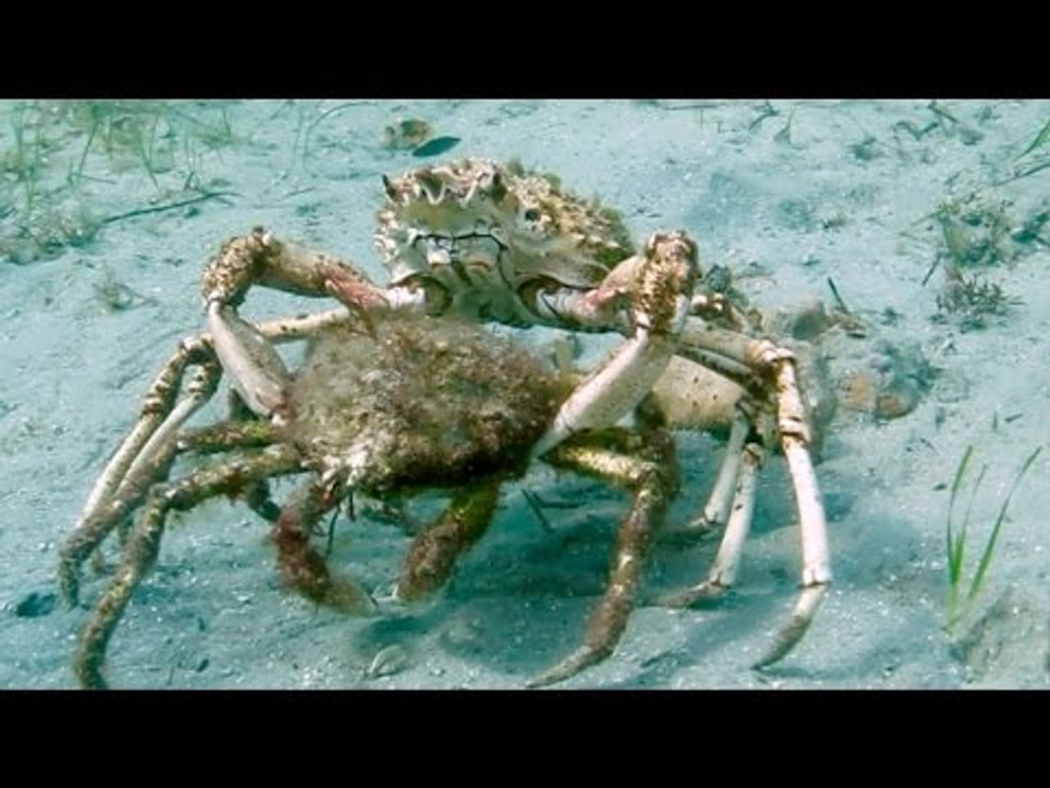 The Uber of Crabs? Two Spider Crabs Form a Mating Pair After Migrating ...