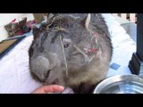Timid Wombat Left Covered in Tinsel After Hiding From Storm