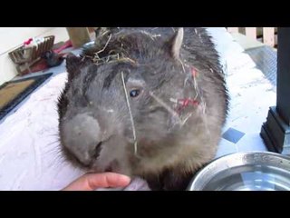 Timid Wombat Left Covered in Tinsel After Hiding From Storm
