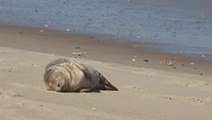 You Wish You Were as Relaxed as This Sleepy Sunbathing Seal Pup