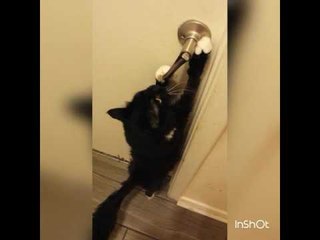 Cute Cat Shows Off New Trick