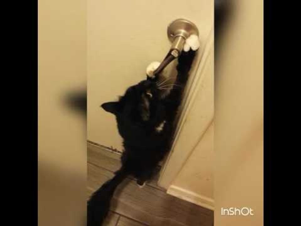 Cute Cat Shows Off New Trick