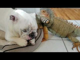 These Two Are an Unlikely Pair of Sleeping Buddies