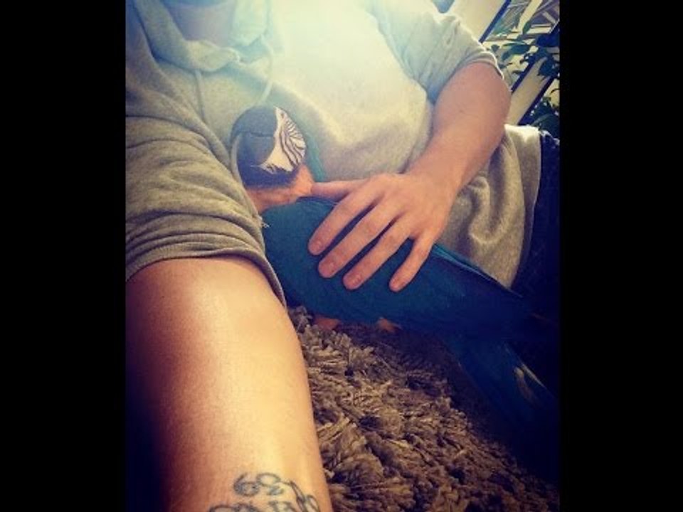 Playful Parrots Demand Cuddles