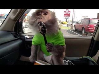 Silly Monkey Makes a Mess Over Breakfast