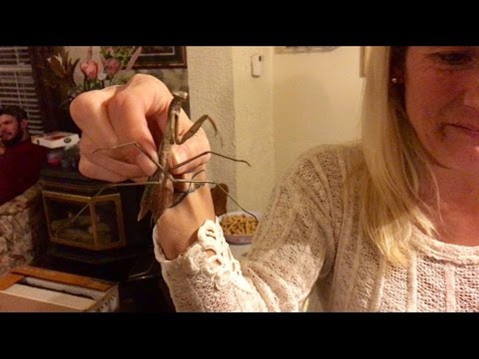Praying Mantis Gets an Invitation to Dinner