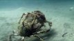 Two Spider Crabs Battle Under Water Near Melbourne