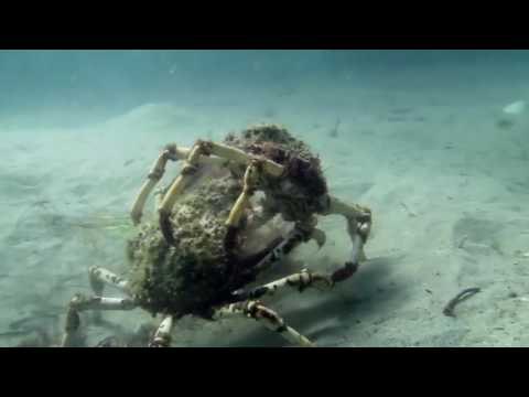 Two Spider Crabs Battle Under Water Near Melbourne
