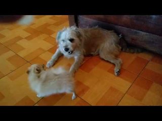 Playful Pomeranian Puppy Winds Up Her Big Sister