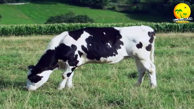 Pourquoi le porc est interdit ? Musulmans, chretiens et Juifs