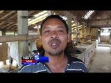 Penititipan Sapi Gratis di Grobokan, Jawa Tengah - NET5