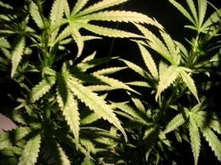 671 - AXL STRASBOURG - Clip La BASKOUR 2005