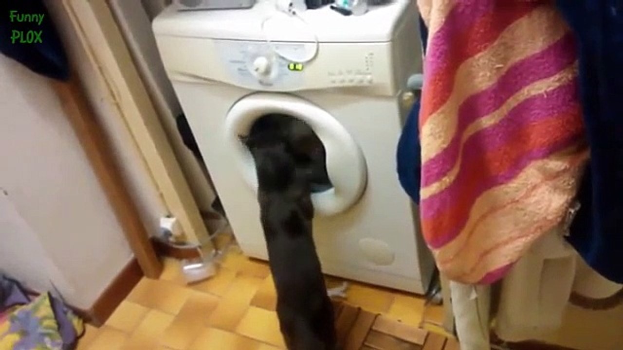 Cats Love Catnip Compil