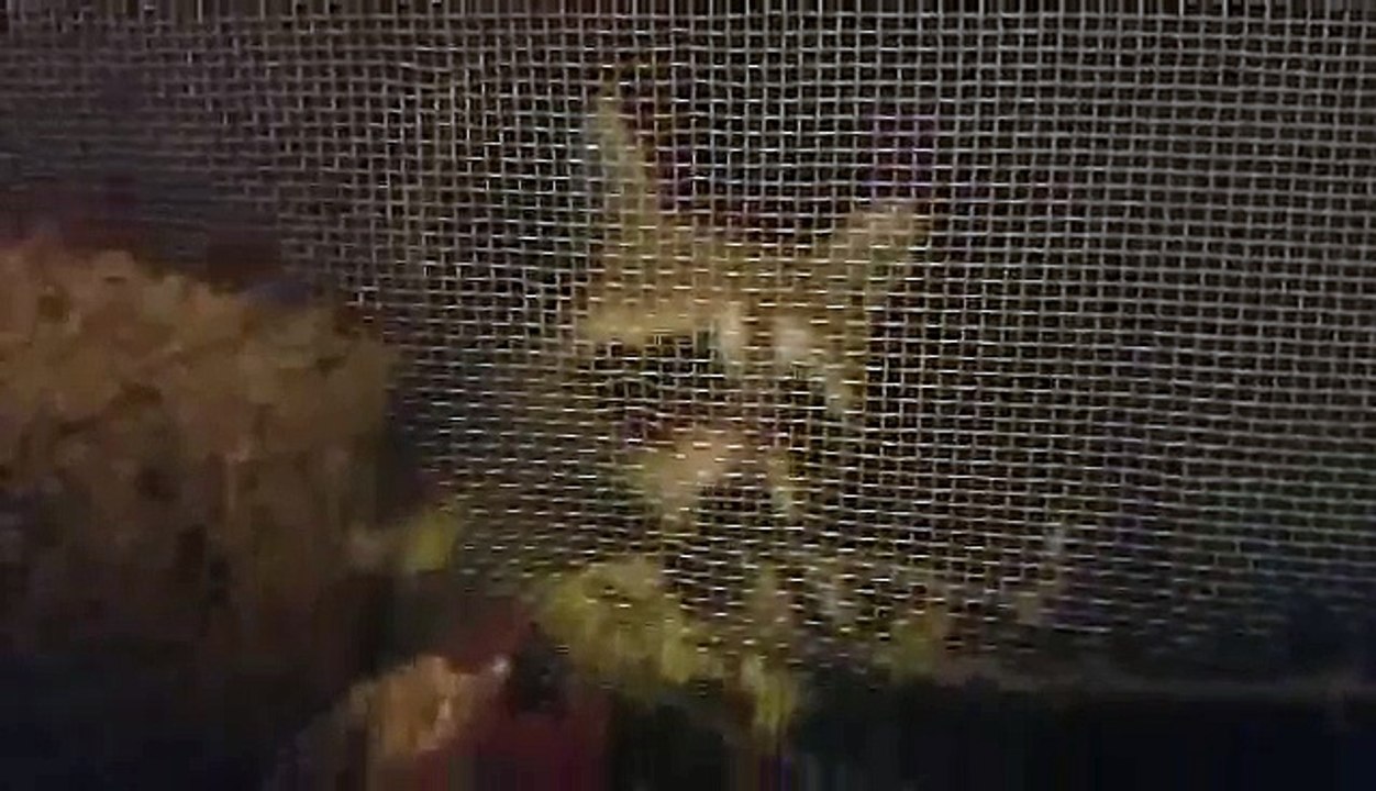 thief busted - naughty raccoon steals bird food