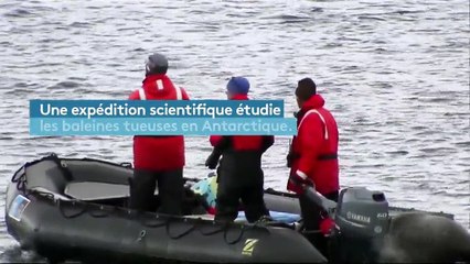 La survie des orques menacée par le réchauffement climatique