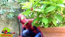 Congelados Elsa PISCINA SORPRESA! w/ Spiderman FECHA Empujado a la PISCINA! Curioso Superhéroe Video :