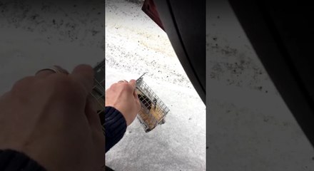 Il rend sa liberté à une souris, avant qu'elle ne termine en crêpe