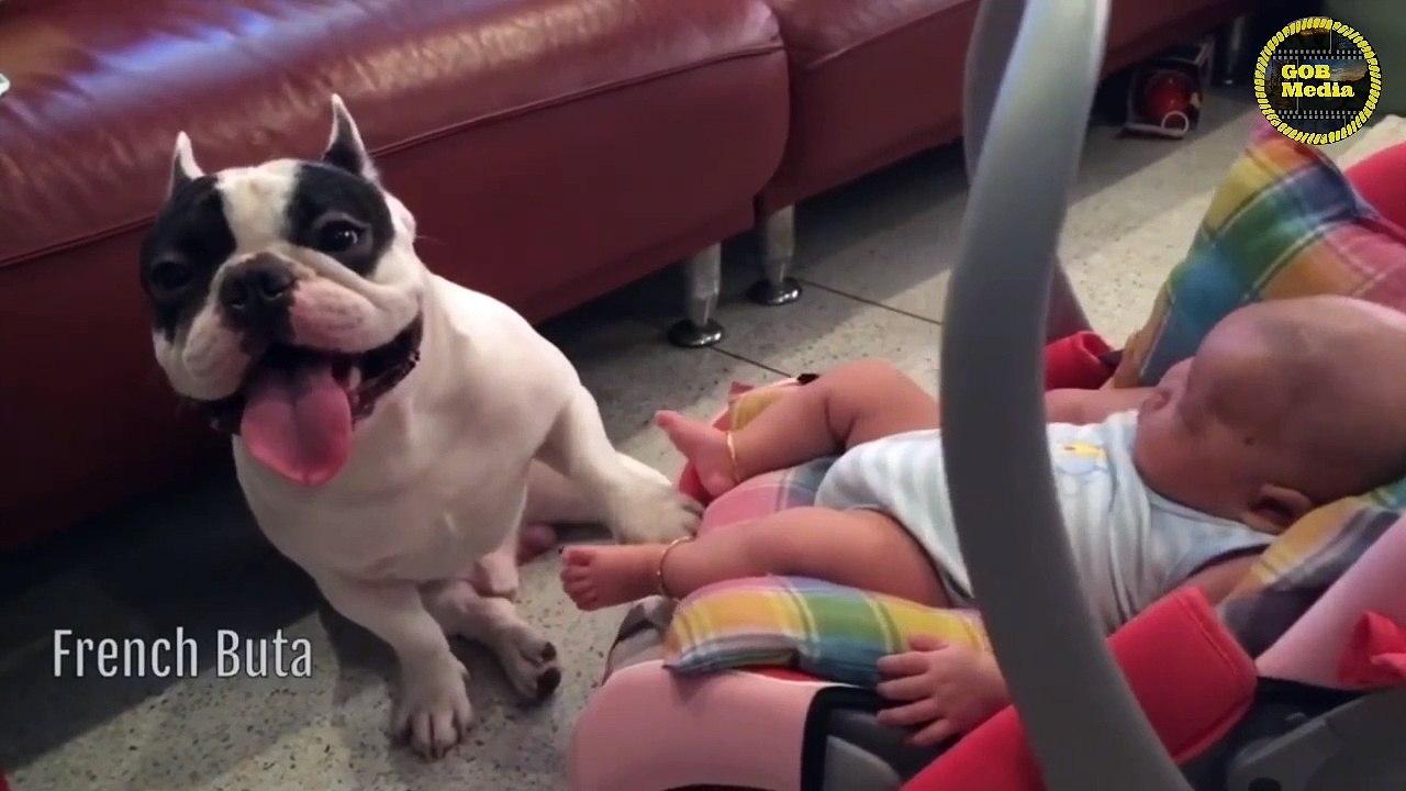 Funny Pets Video Compilation #1