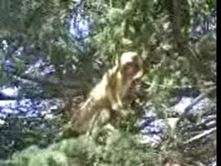 Les singes maroc 1