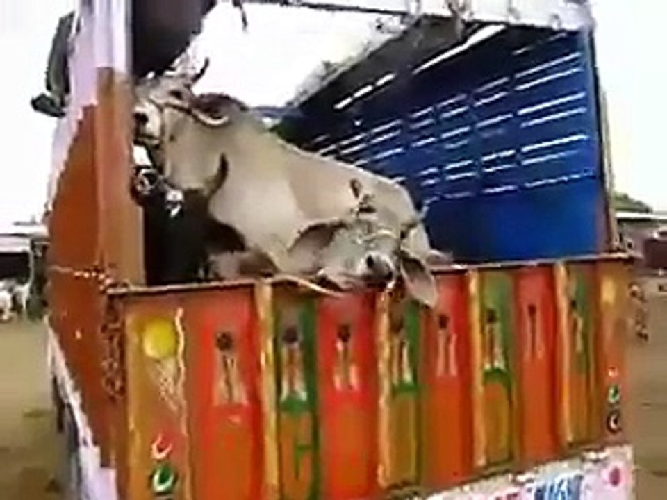 Funny clips