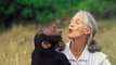 Jane Goodall Witnesses Release of Chimpanzee I HD