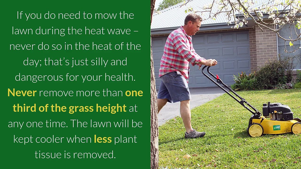 How to Not Stress About Your Lawn During a Heat Wave