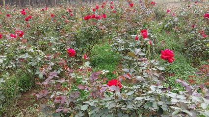 Golap Gram- Shadullapur. Many rose garden in this village ( Bed of roses)