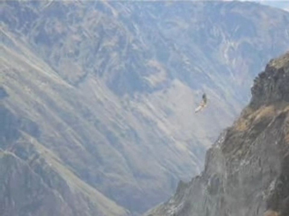 Le vol des condors