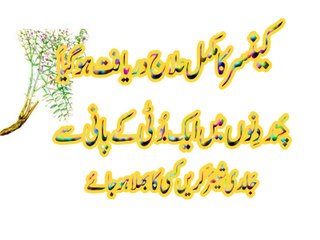 Cancar Ka Elaaj Sirf Ak Booti Key Pani Se Mumkin Ho Gia Khobion Wali Booti Dhmasa Urdu/Hindi/Punjabi