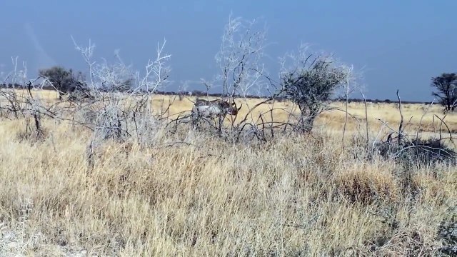 lion and tiger baby,lion and tiger best friends,lion and tiger bear,lion and tiger bread,lion and tiger battle,