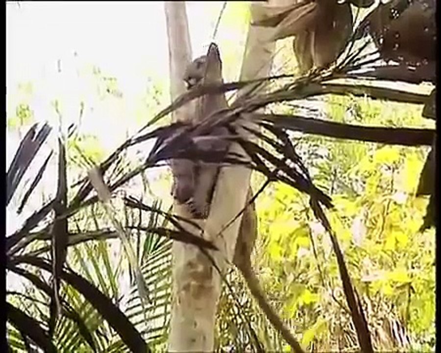 Amazing Wild Animal Attack,lion and tiger in same cage,lion and tiger in love,lion and tiger in circus,lion and tiger in house