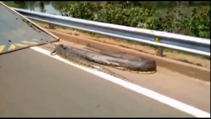 Giant Snake in the world found alive