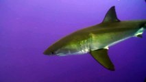 Un grand requin blanc se lâche sur des plongeurs en cage