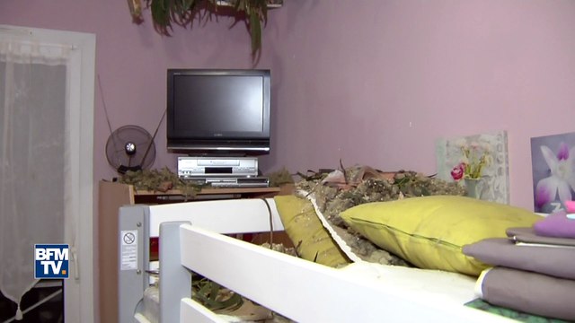 Chutes d’arbres et toitures arrachées, la tempête Zeus s’abat sur la France