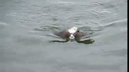 Un aigle ramène une proie à la nage