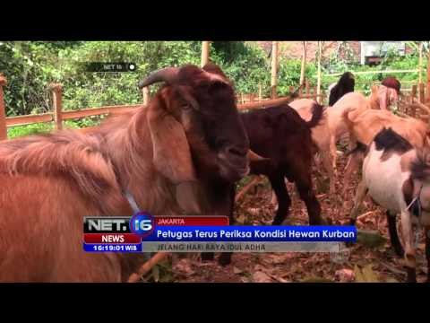 Kebutuhan Ternak Kurban di Jakarta Meningkat - NET16