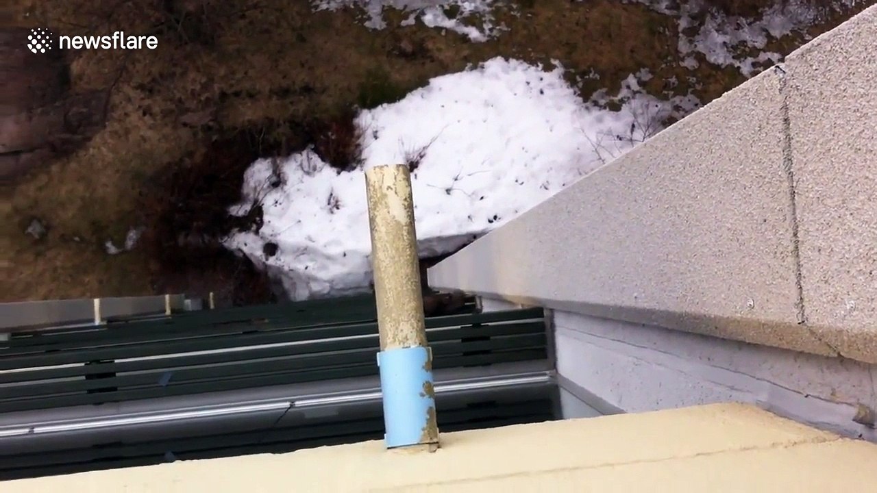 Red squirrel climbs up building to greet man - video Dailymotion