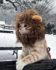 Ce chat déguisé en lion s'amuse dans la neige