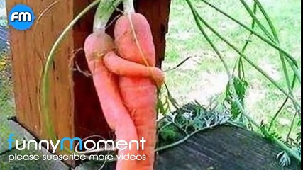 funny videos    Top 45 Dirty Mind funny photos    2017