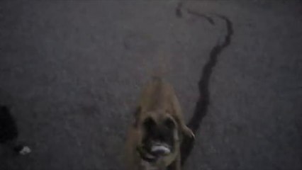 2 chiens chargent un officier de police dans un quartier résidentiel !