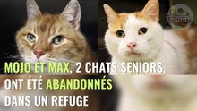 Elle se rend au refuge pour adopter un chat, mais ce qu'elle fait par la suite est incroyable !