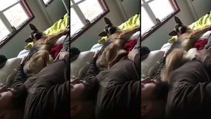 Un berger allemand se fait un peu trop chatouiller par son maître..